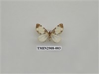 藏品(尺蛾719)的圖片